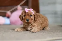 Indy, a male Cavapoo for sale in Fresno, OH – Photo 7 of 8