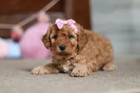 Indy, a male Cavapoo for sale in Fresno, OH – Photo 3 of 8