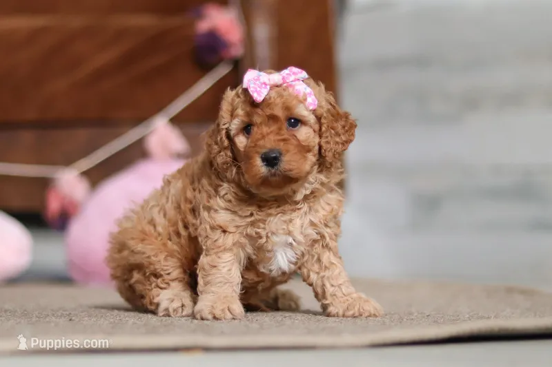 Indy – Cavapoo puppy for sale in Fresno, OH