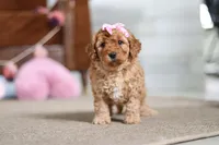 Indy, a male Cavapoo for sale in Fresno, OH – Photo 8 of 8