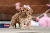 Indy, a male Cavapoo for sale in Fresno, OH – Photo 6 of 8