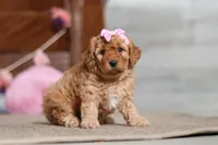 Indy, a male Cavapoo for sale in Fresno, OH – Photo 2 of 8