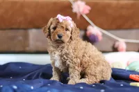 Indy, a male Cavapoo for sale in Fresno, OH – Photo 4 of 8