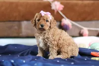 Indy, a male Cavapoo for sale in Fresno, OH – Photo 5 of 8