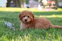 Indy, a male Cavapoo for sale in Fresno, OH – 10 of 10
