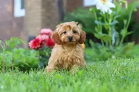 Alexa, a female Cavapoo for sale in Fresno, OH – 3 of 10