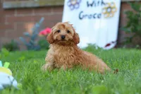 Alexa, a female Cavapoo for sale in Fresno, OH – 5 of 10