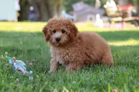 Indy, a male Cavapoo for sale in Fresno, OH – 8 of 10