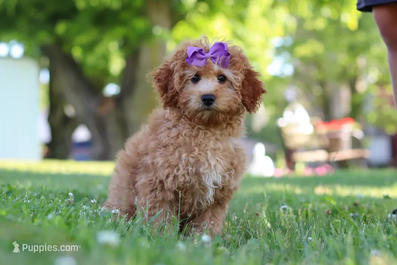 Indy – Cavapoo puppy on hold in Fresno, OH