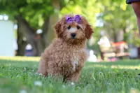 Indy, a male Cavapoo for sale in Fresno, OH – 1 of 10