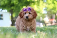 Indy, a male Cavapoo for sale in Fresno, OH – 6 of 10