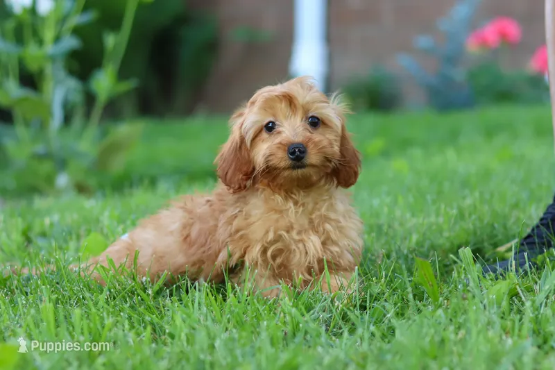 Alexa – Cavapoo puppy on hold in Fresno, OH