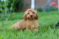 Alexa, a female Cavapoo for sale in Fresno, OH – 1 of 10