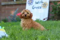 Alexa, a female Cavapoo for sale in Fresno, OH – 8 of 10