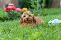 Alexa, a female Cavapoo for sale in Fresno, OH – 4 of 10