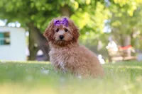 Indy, a male Cavapoo for sale in Fresno, OH – 5 of 10