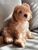 Queeny, a female Cockapoo and Goldendoodle for sale in Pendleton, SC – 4 of 5
