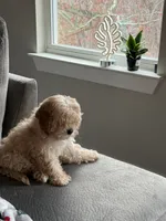 Queeny, a female Cockapoo and Goldendoodle for sale in Pendleton, SC – 5 of 5