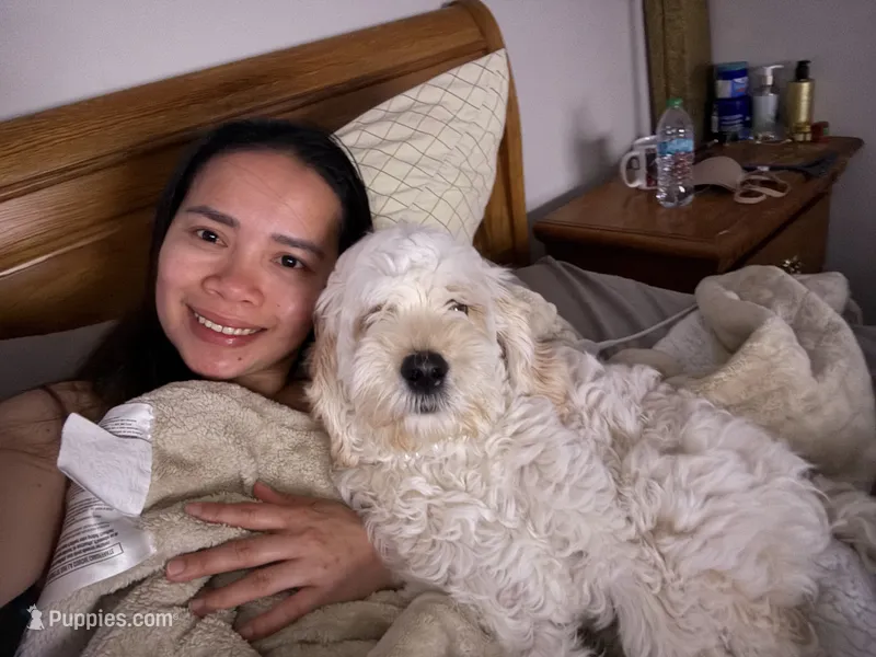 Queeny – Cockapoo, Goldendoodle puppy for sale in Pendleton, SC