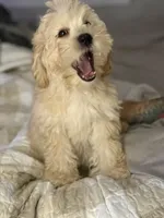 Queeny, a female Cockapoo and Goldendoodle for sale in Pendleton, SC – 3 of 5