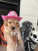 Queeny, a female Cockapoo and Goldendoodle for sale in Pendleton, SC – 2 of 5