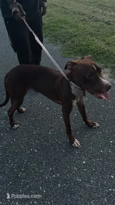 Nova – American Pit Bull Terrier puppy for sale in Newark, DE