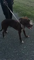 Nova, a female American Pit Bull Terrier for sale in Newark, DE – 1 of 2