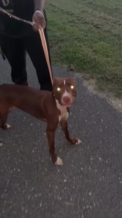 Nova, a female American Pit Bull Terrier for sale in Newark, DE – 2 of 2