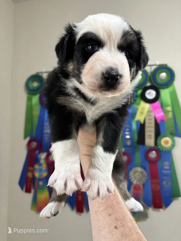 Bigger Black Tri Female