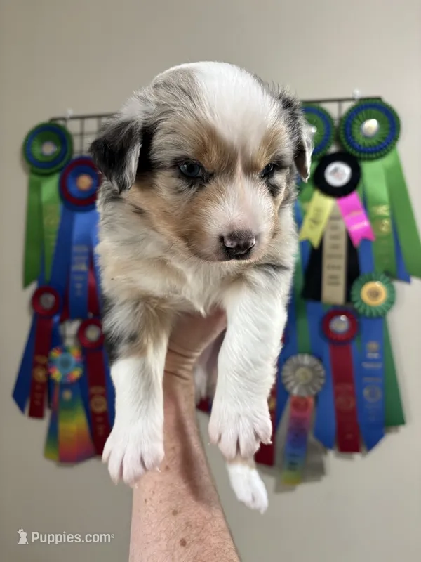 Lighter Blue Merle Male