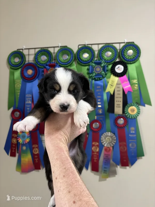 Smaller Black Tri Female