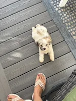 Goose / Finley, a male Bichon Frise and Shih Tzu for sale in Queenstown, MD – 5 of 5