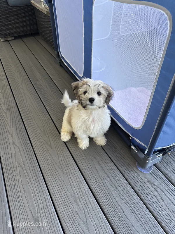 Goose / Finley – Bichon Frise, Shih Tzu puppy for sale in Queenstown, MD