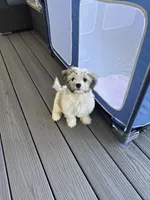 Goose / Finley, a male Bichon Frise and Shih Tzu for sale in Queenstown, MD – 1 of 5