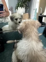 Goose / Finley, a male Bichon Frise and Shih Tzu for sale in Queenstown, MD – 4 of 5