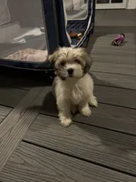 Goose / Finley, a male Bichon Frise and Shih Tzu for sale in Queenstown, MD – 2 of 5