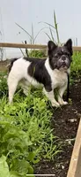 Bear, a male French Bulldog for sale in Cherry Hill, NJ – Photo 2 of 5