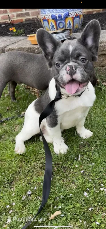 Bear, a male French Bulldog for sale in Cherry Hill, NJ – Photo 1 of 5