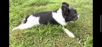Bear, a male French Bulldog for sale in Cherry Hill, NJ – Photo 4 of 5