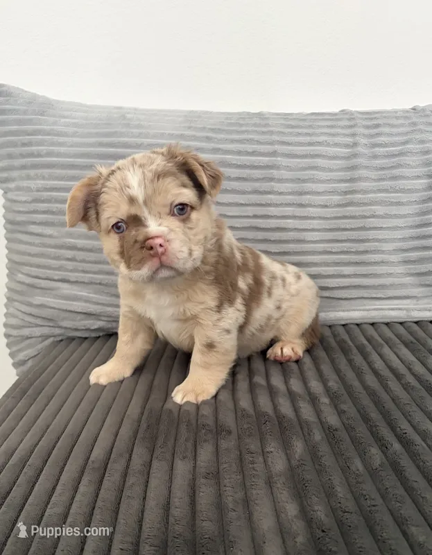 Marly – French Bulldog puppy for sale in Sacramento, CA