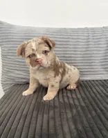 Marly, a male French Bulldog for sale in Sacramento, CA – 1 of 3