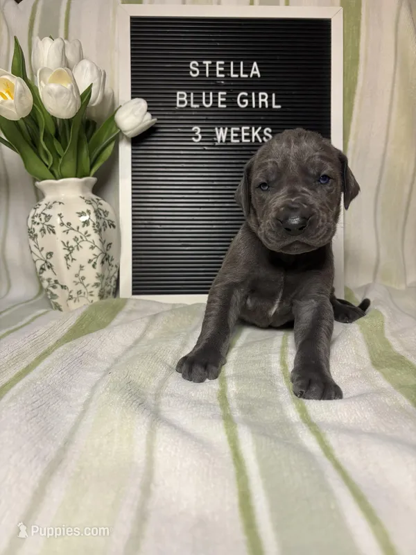 Stella – Great Dane puppy for sale in Norwalk, OH