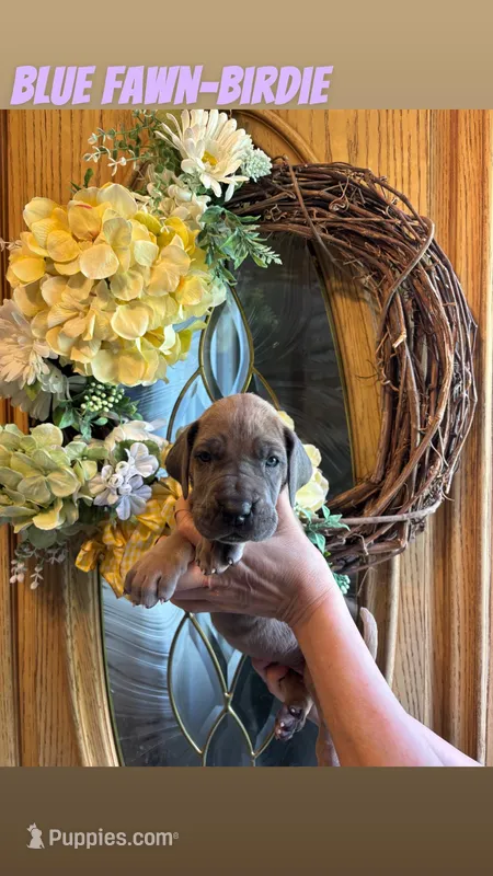 Birdie – Great Dane puppy for sale in Norwalk, OH