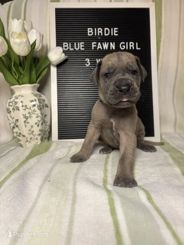 Birdie – Great Dane puppy for sale in Norwalk, OH