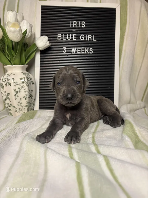 Iris – Great Dane puppy for sale in Norwalk, OH