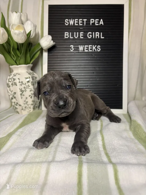 Sweet Pea – Great Dane puppy for sale in Norwalk, OH