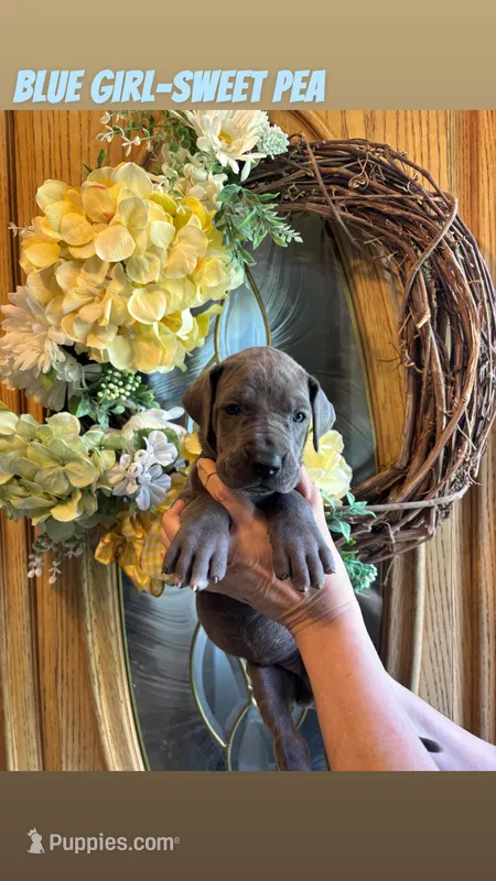 Sweet Pea – Great Dane puppy for sale in Norwalk, OH