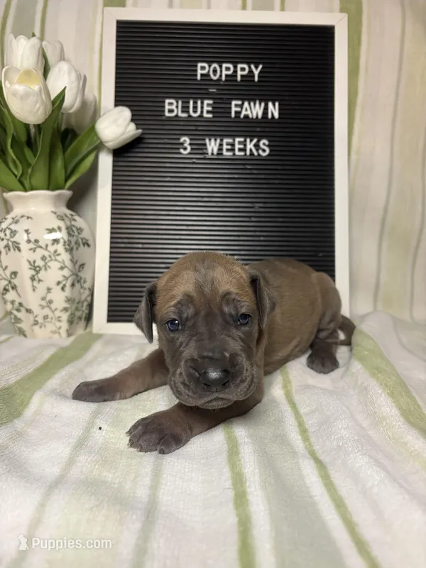 Poppy – Great Dane puppy for sale in Norwalk, OH