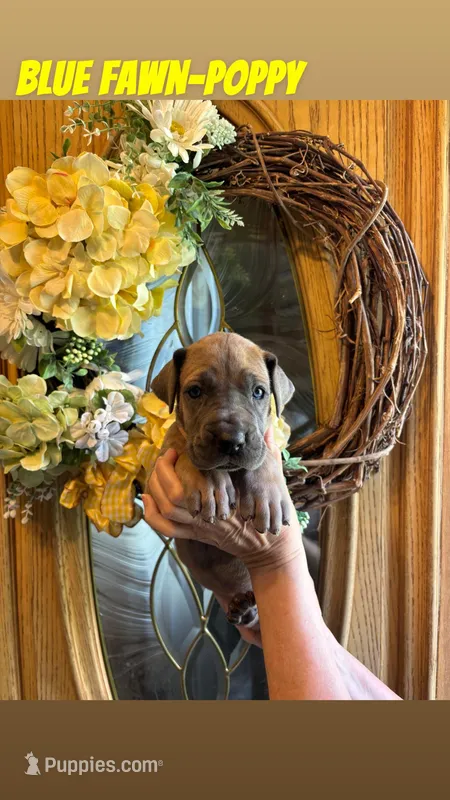 Poppy – Great Dane puppy for sale in Norwalk, OH