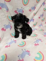 Lilly, a female Yorkshire Terrier and Poodle - Toy  for sale in Lakeland, FL – 4 of 4